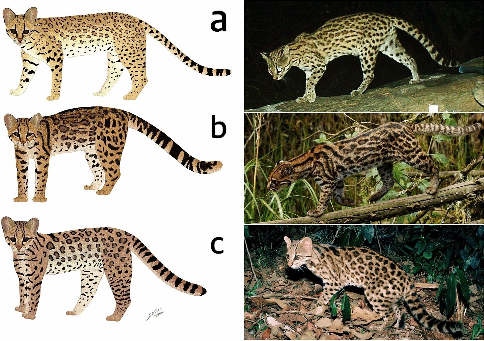 Науковці виявили новий вид ''супермилого тигрового кота'': ідеально пристосований лазити по деревах (фото)