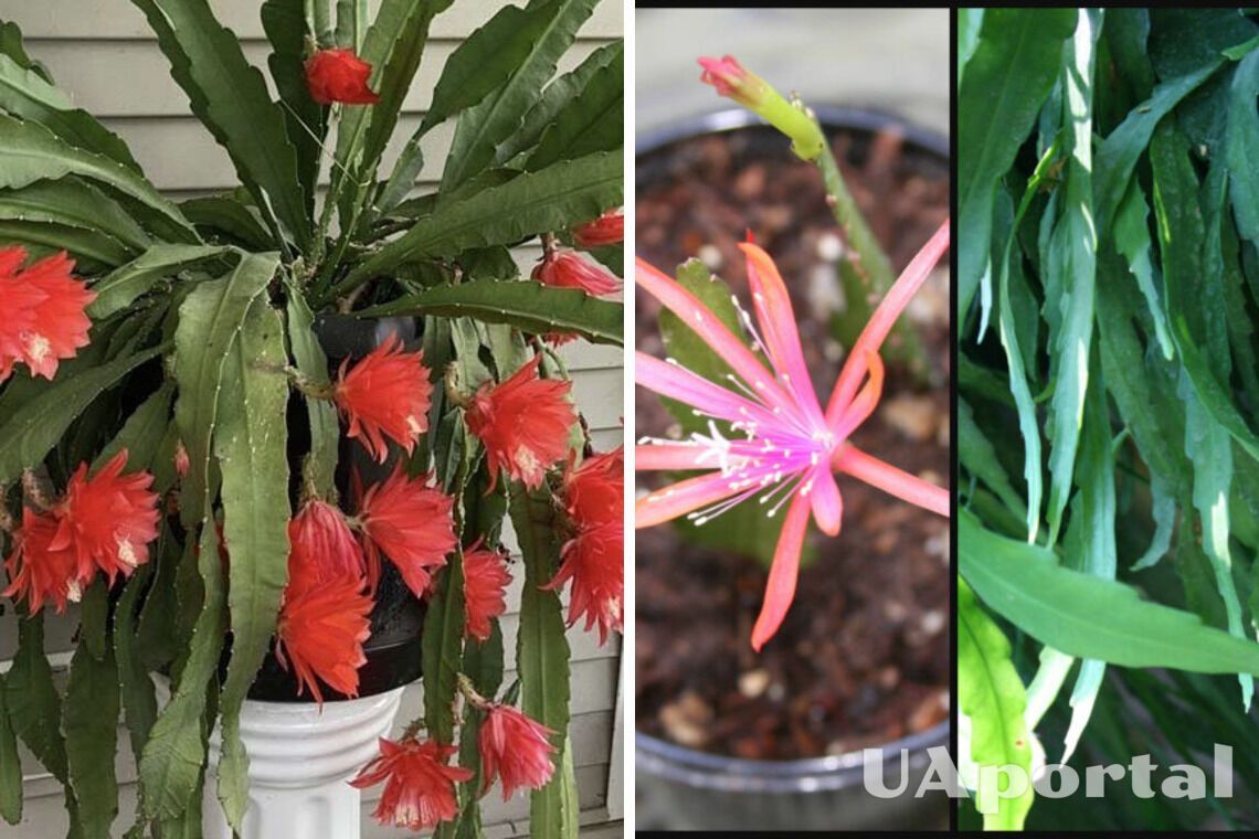 Ці чотири кімнатні рослини виживуть, навіть якщо ви про них забудете
