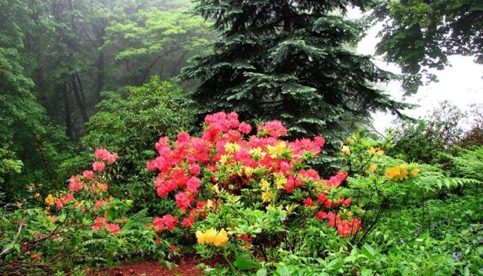 Ботанические сады для цветочных ароматных выходных. Ищи свой город в списке