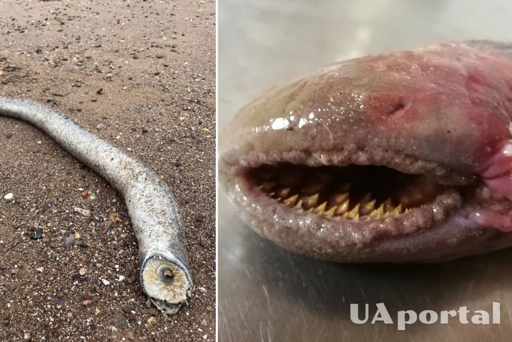 В Британии на пляже обнаружили огромного зубатого червя, похожего на песчаных червей из ''Дюны'' (фото и видео)
