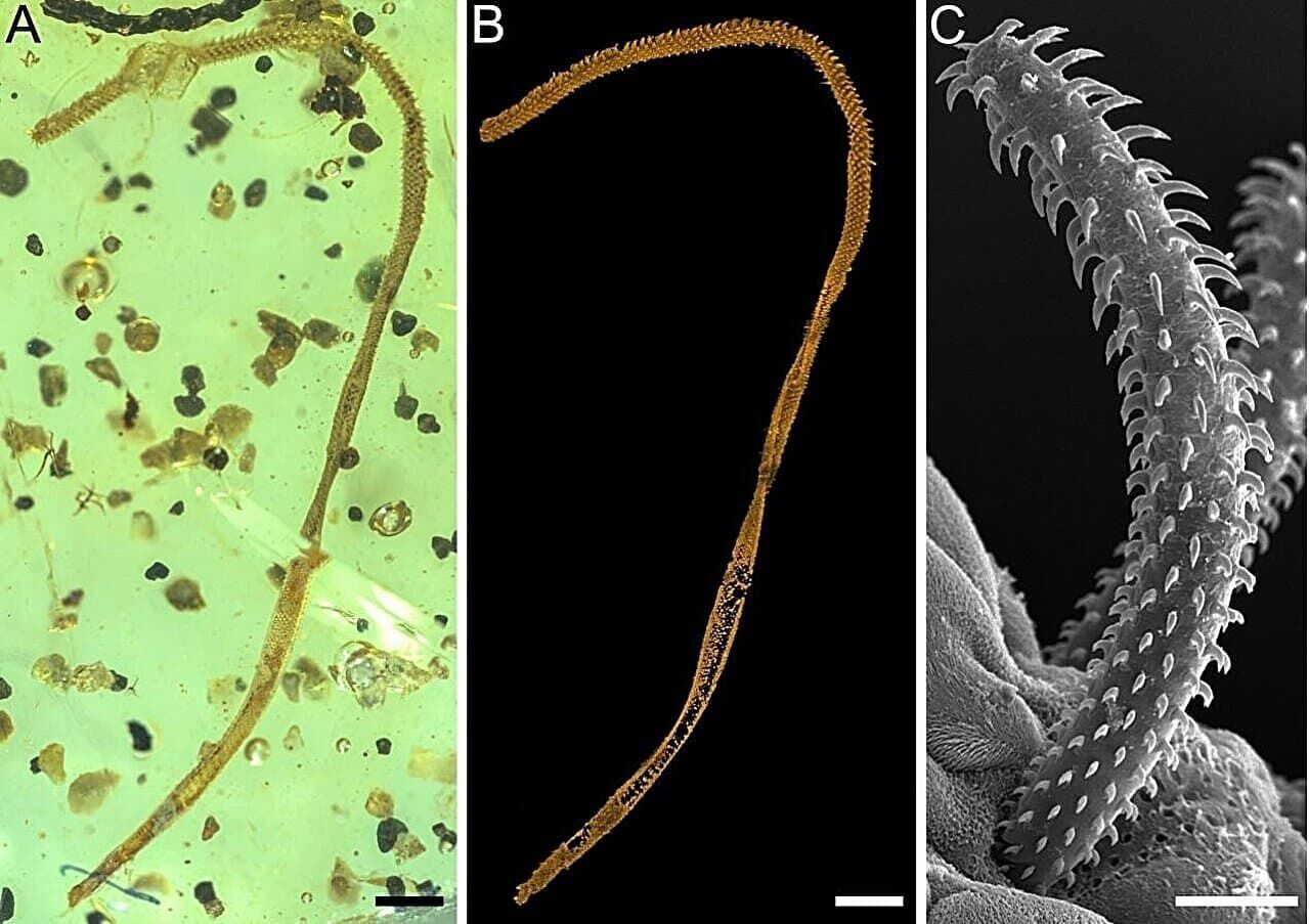Ленточного червя впервые обнаружили в янтаре в возрасте 99 миллионов лет (фото)