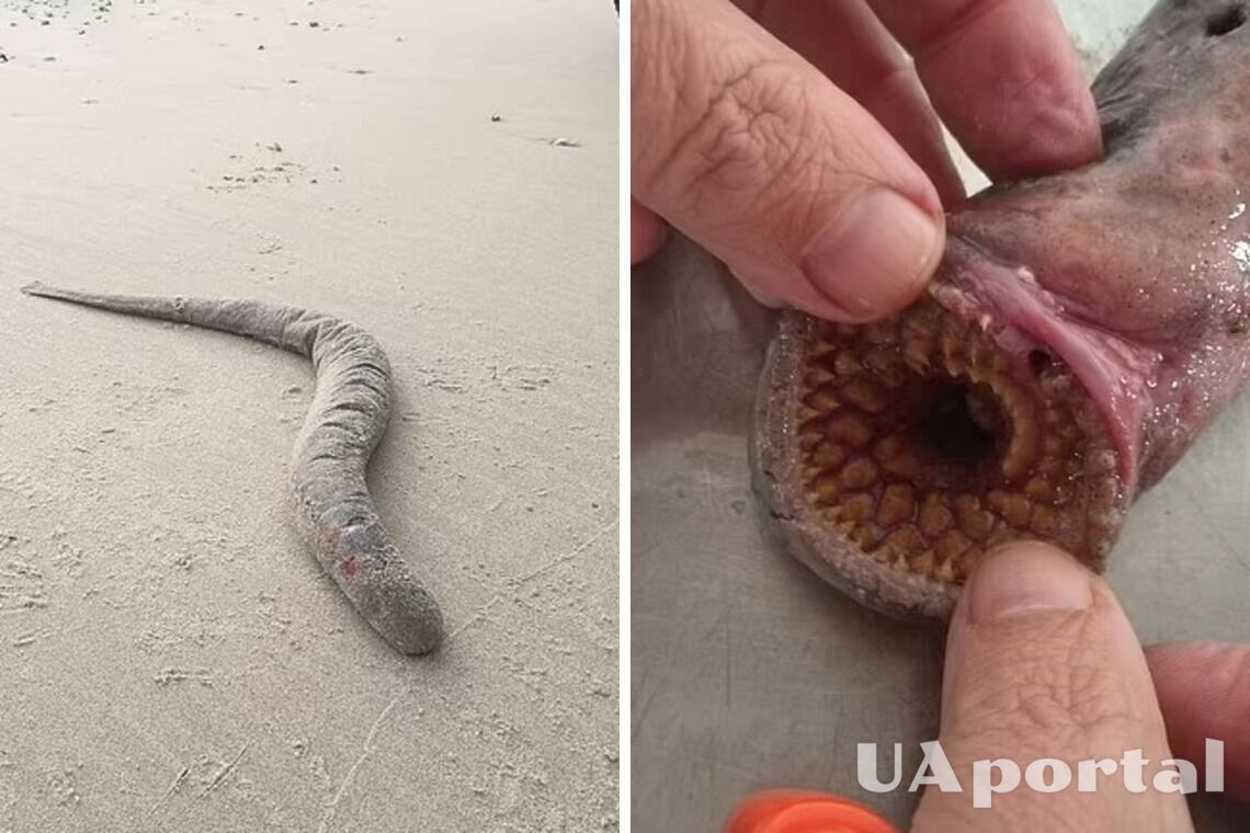 У Британії на пляжі знайшли величезного зубатого черв'яка, схожого на піщаних хробаків із ''Дюни'' (фото та відео)