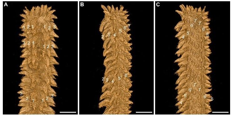 Ленточного червя впервые обнаружили в янтаре в возрасте 99 миллионов лет (фото)