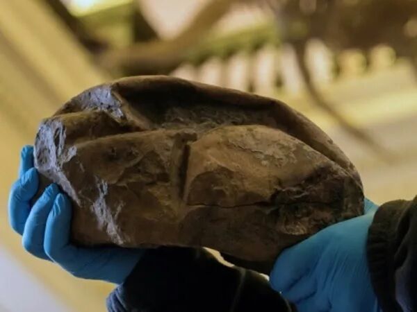 Scientists have revealed the secret of a giant egg that is 66 million years old (photo)