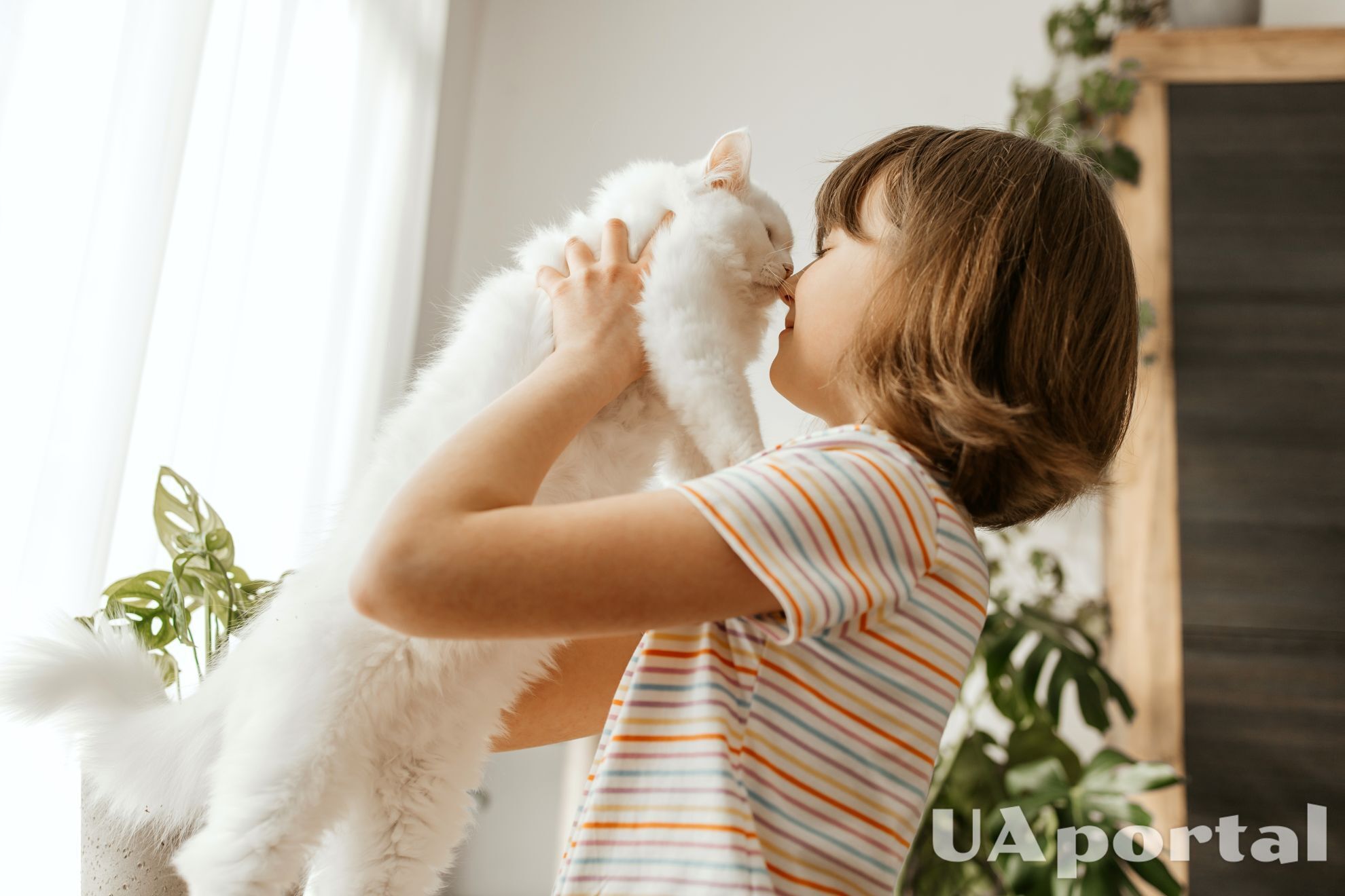 Is your cat over 10 years old? How to care for an aging cat