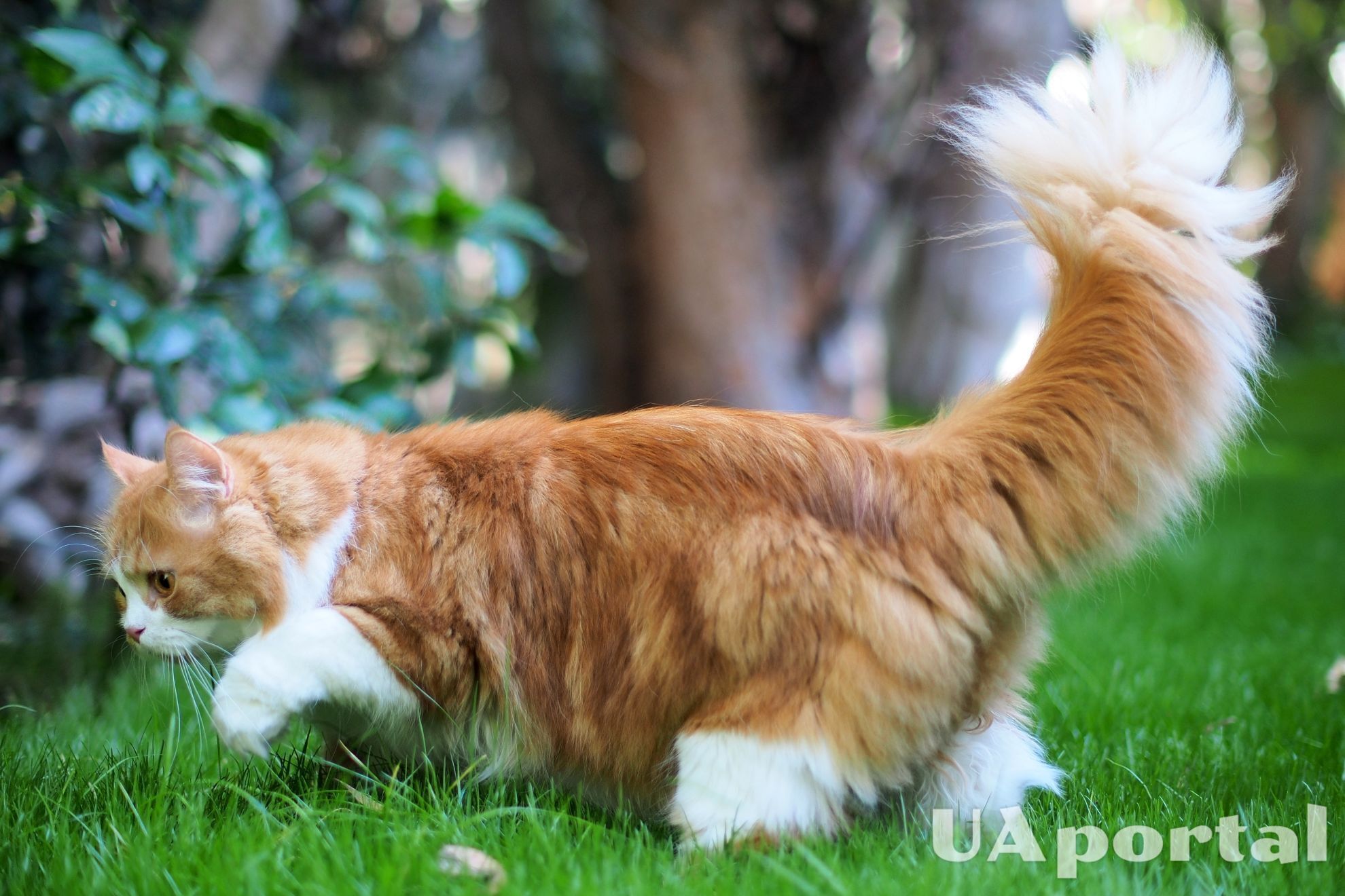 Is your cat over 10 years old? How to care for an aging cat