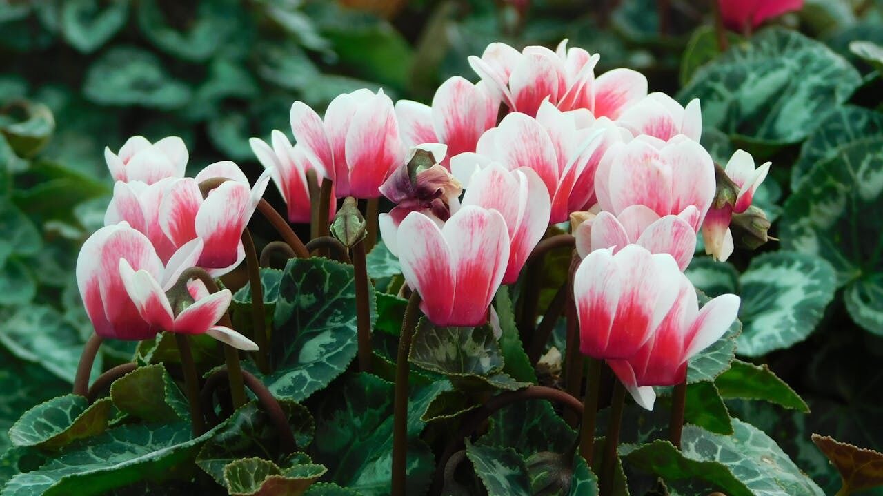 Позбудьтеся їх негайно: 8 квітів і рослин, які приваблюють проблеми до оселі
