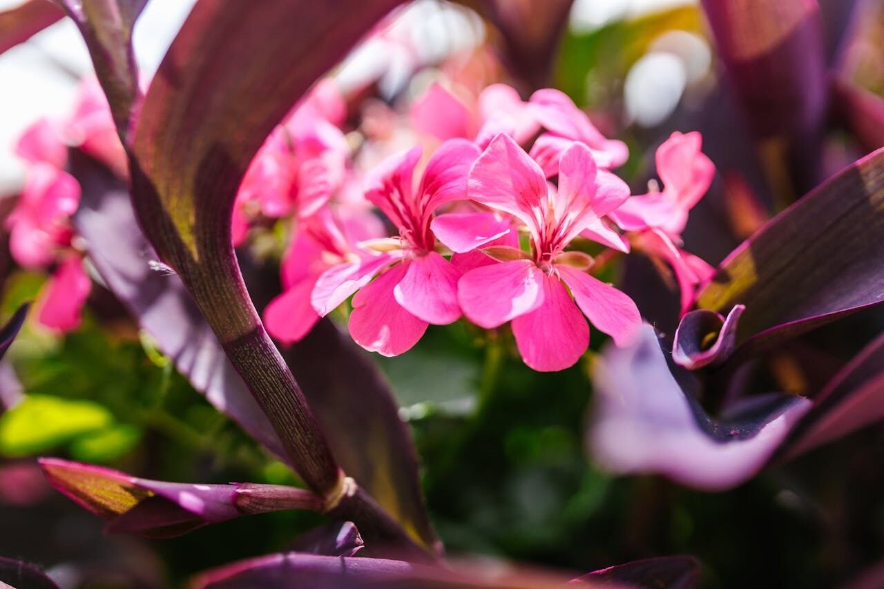 Избавьтесь от них немедленно: 8 цветов и растений, которые навлечут проблемы в дом 