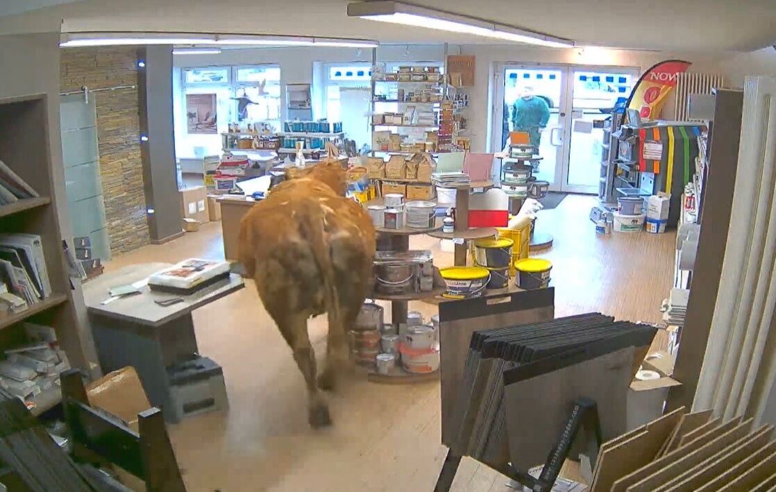 ''Пришла подобрать цвета для педикюра'': в Германии корова стала клиентом магазина красок (фото и видео)