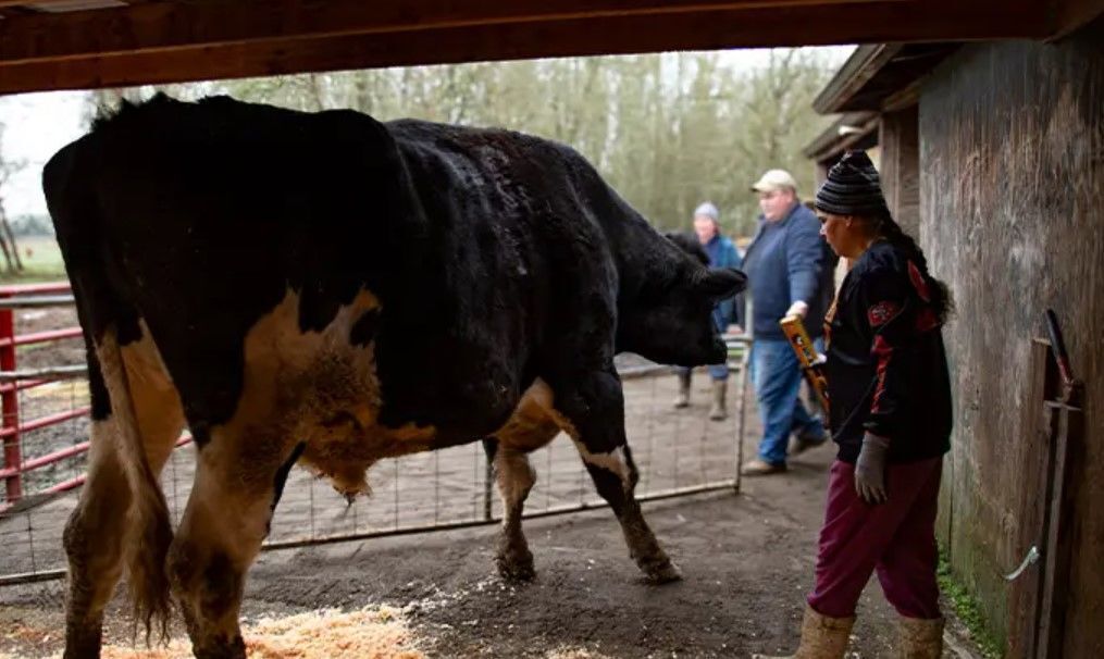 Мог попасть на убой, но стал самым высоким быком в мире: какой рост рекордсмена из США (фото, видео) 