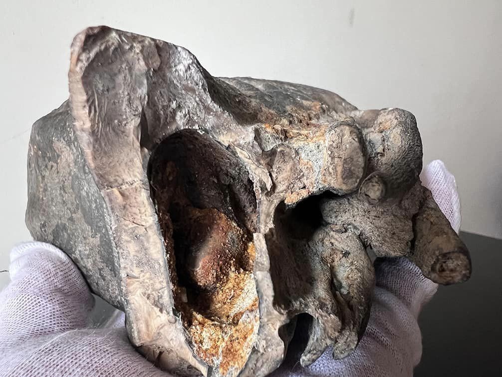Пересылался как ''металлический предмет за 50 долларов'': таможенники обнаружили зуб мамонта в посылке в Катар (фото)