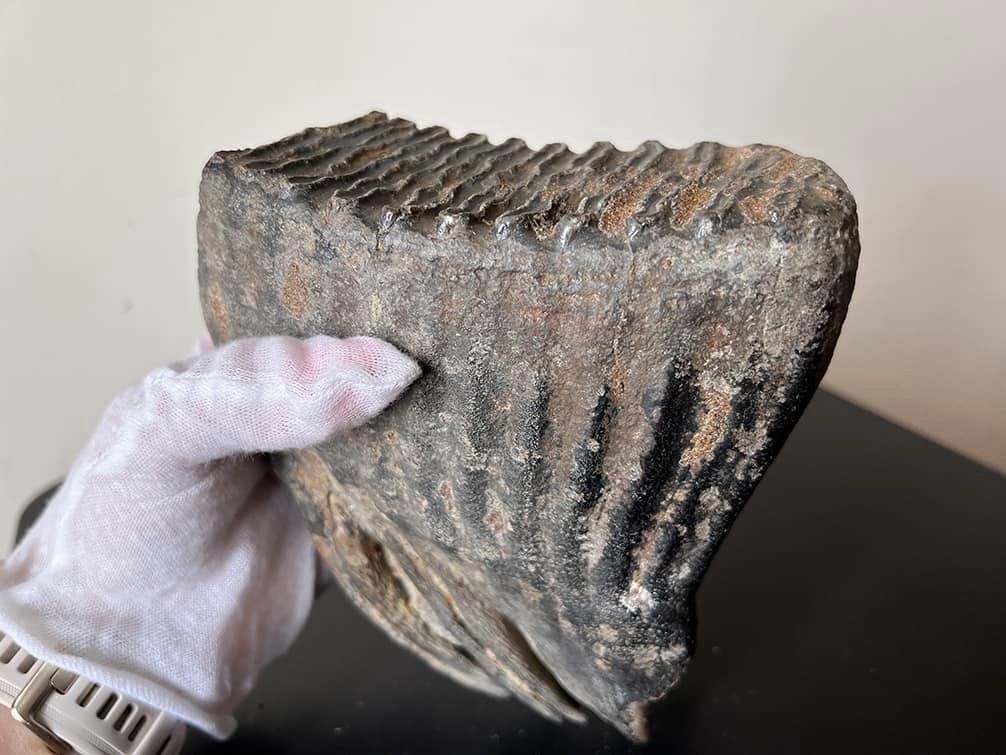 Пересилався як ''металевий предмет за 50 доларів'': митники знайшли зуб мамонта у посилці до Катару (фото)
