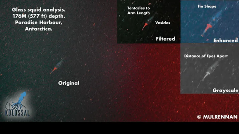 Самое большое беспозвоночное в мире: в Антарктиде обнаружили детеныша гигантского кальмара (видео)