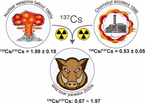 Разгадан парадокс чернобыльских диких кабанов: остаются радиоактивными почти 40 лет
