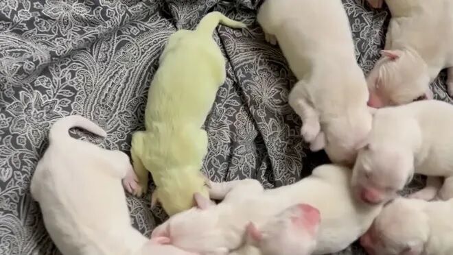 В США собака родила щенка фисташкового цвета (видео)