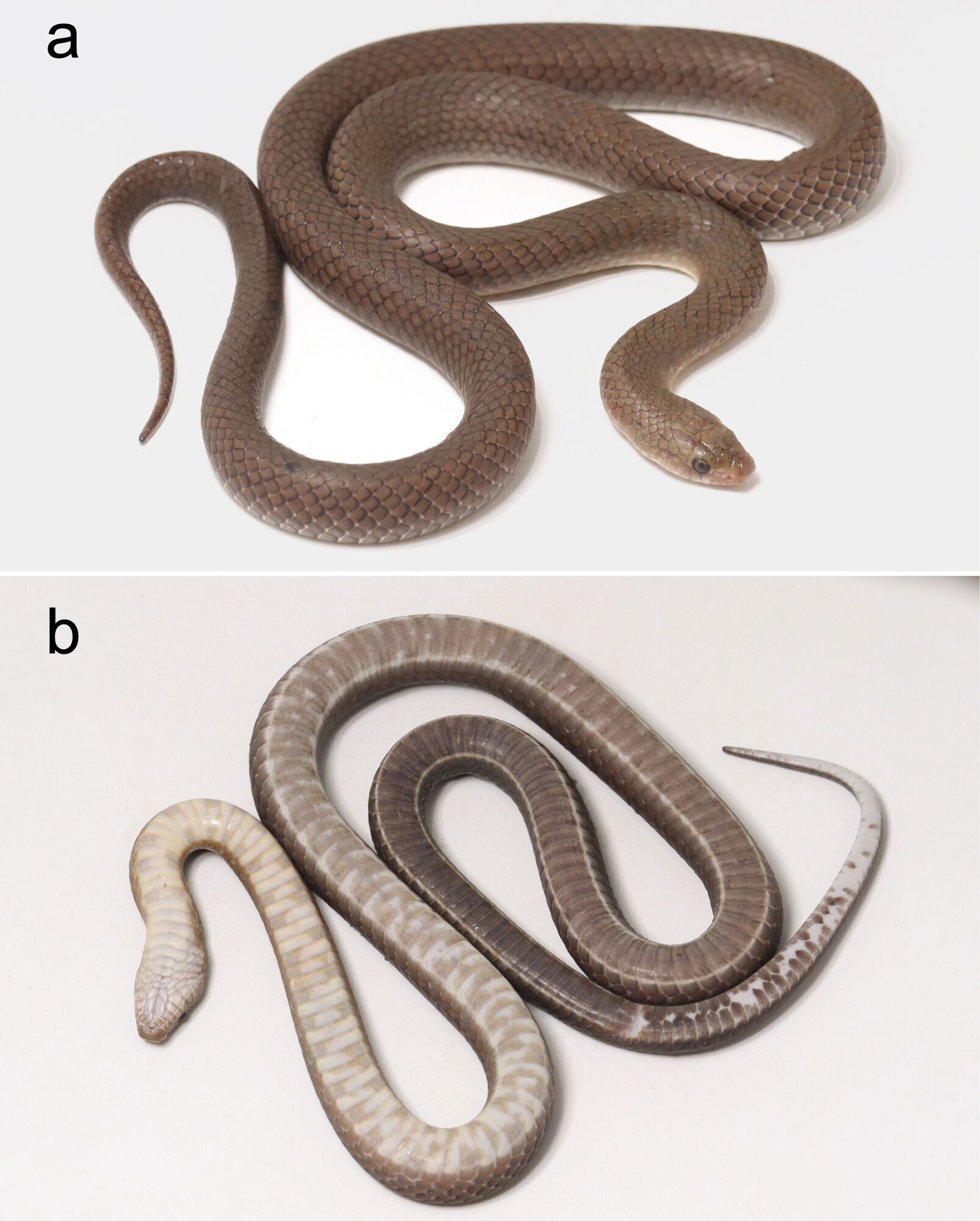 Новый вид змей обнаружили в Таиланде: имеют клыки, похожие на лезвия (фото)