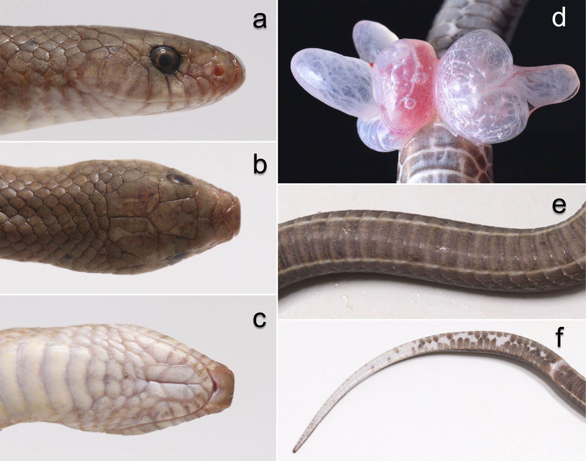 Новый вид змей обнаружили в Таиланде: имеют клыки, похожие на лезвия (фото)