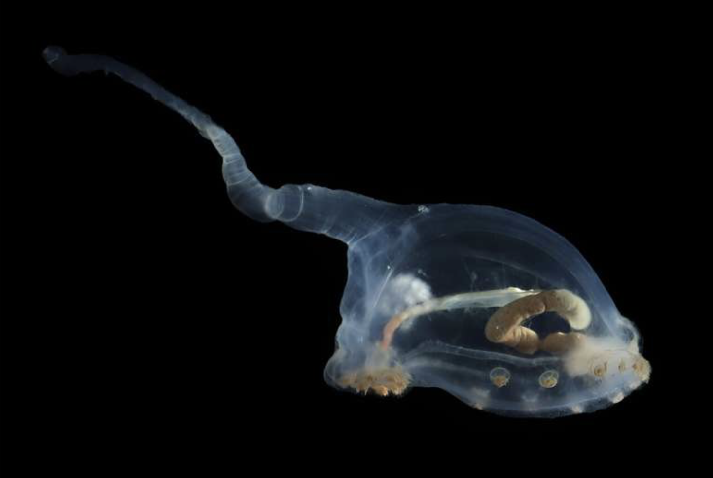 Напоминают инопланетную форму жизни: ученые обнаружили на дне океана самое старое создание на планете (фото)