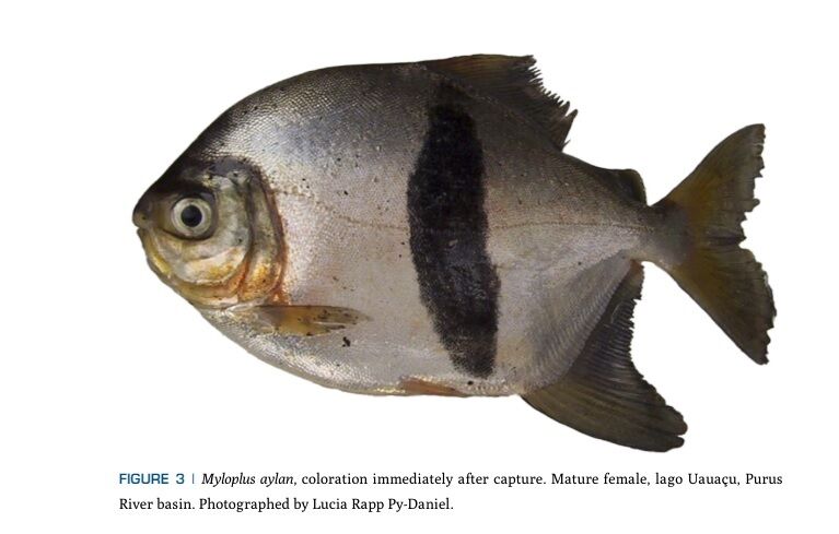 Має людські зуби та Око Саурона: в Амазонці знайшли нову рибу, схожу на піранью (фото)