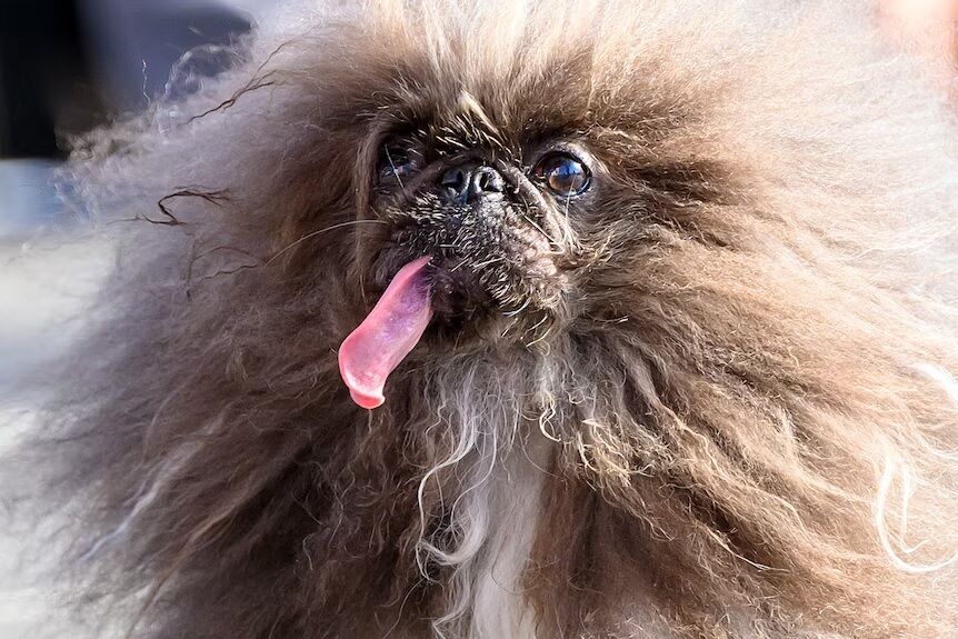 Названа самая безобразная собака в мире 2024: фото победителя