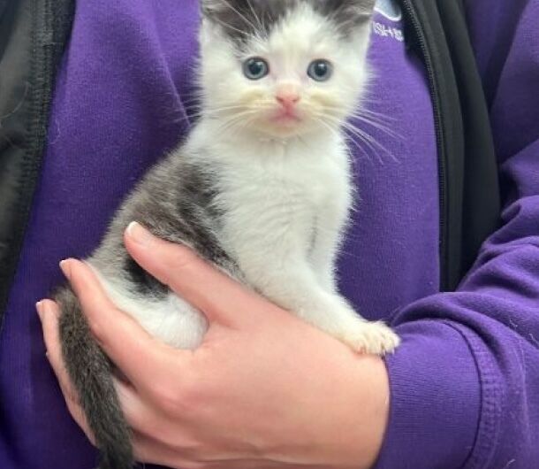 Коти-хамелеони народилися у Шотландії: їхня шерсть змінює колір (фото)