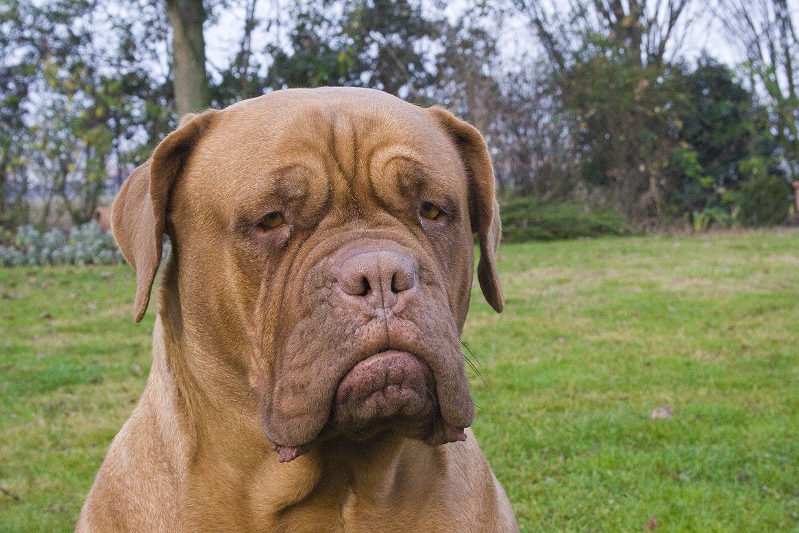 King Size: the top largest dog breeds in the world