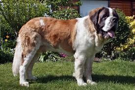 King Size: the top largest dog breeds in the world