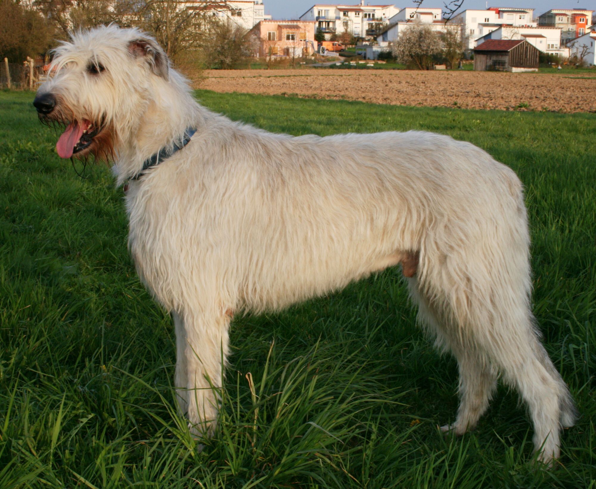 King Size: the top largest dog breeds in the world