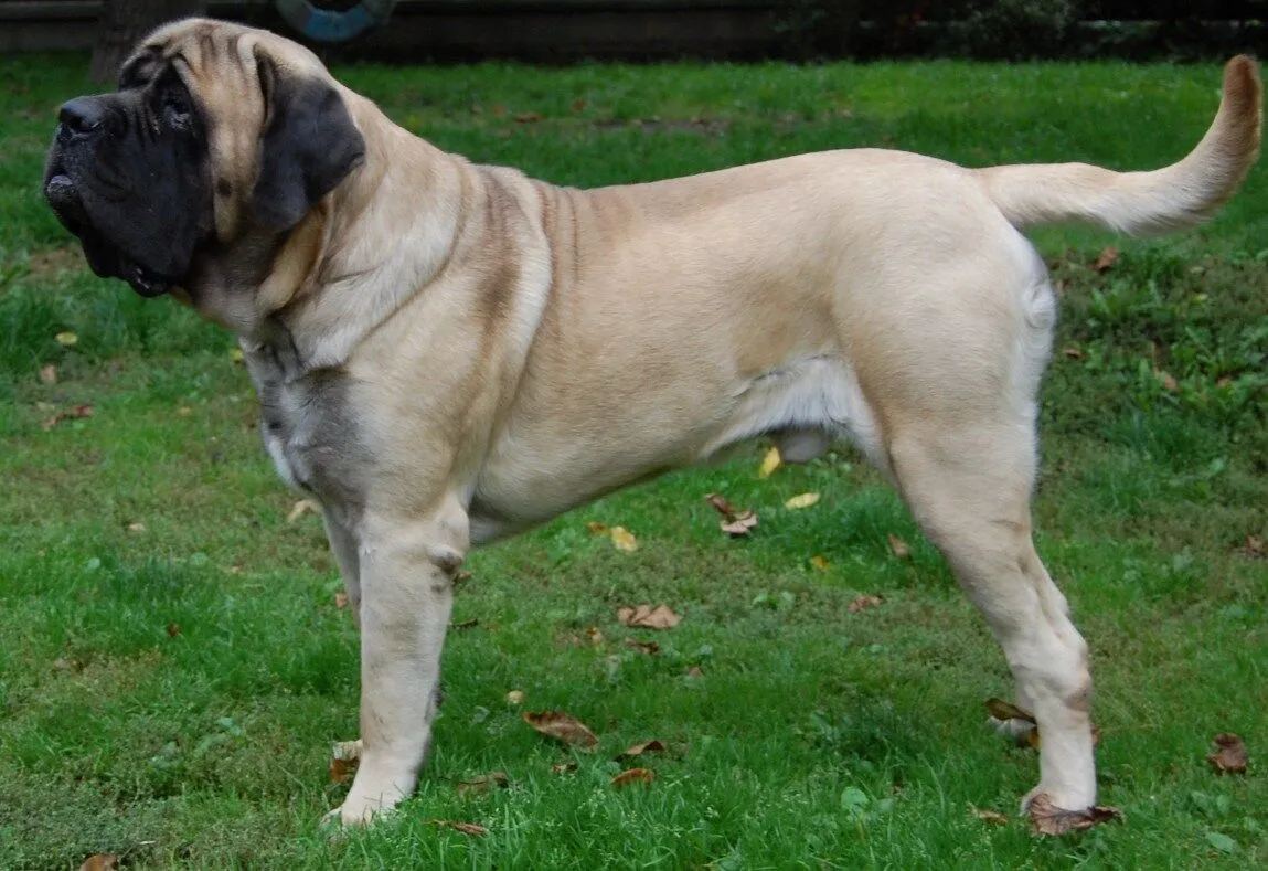 King Size: the top largest dog breeds in the world