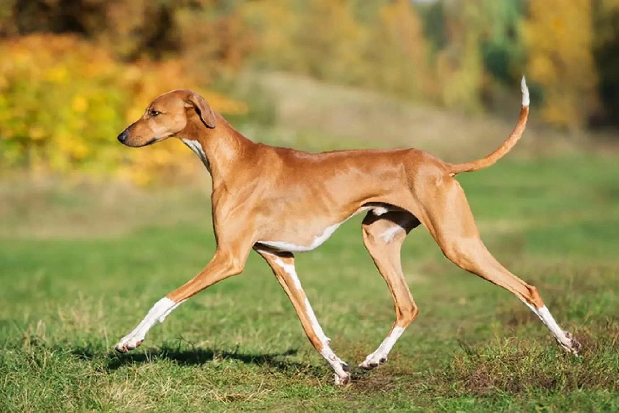 On the verge of extinction: top of the rarest dog breeds