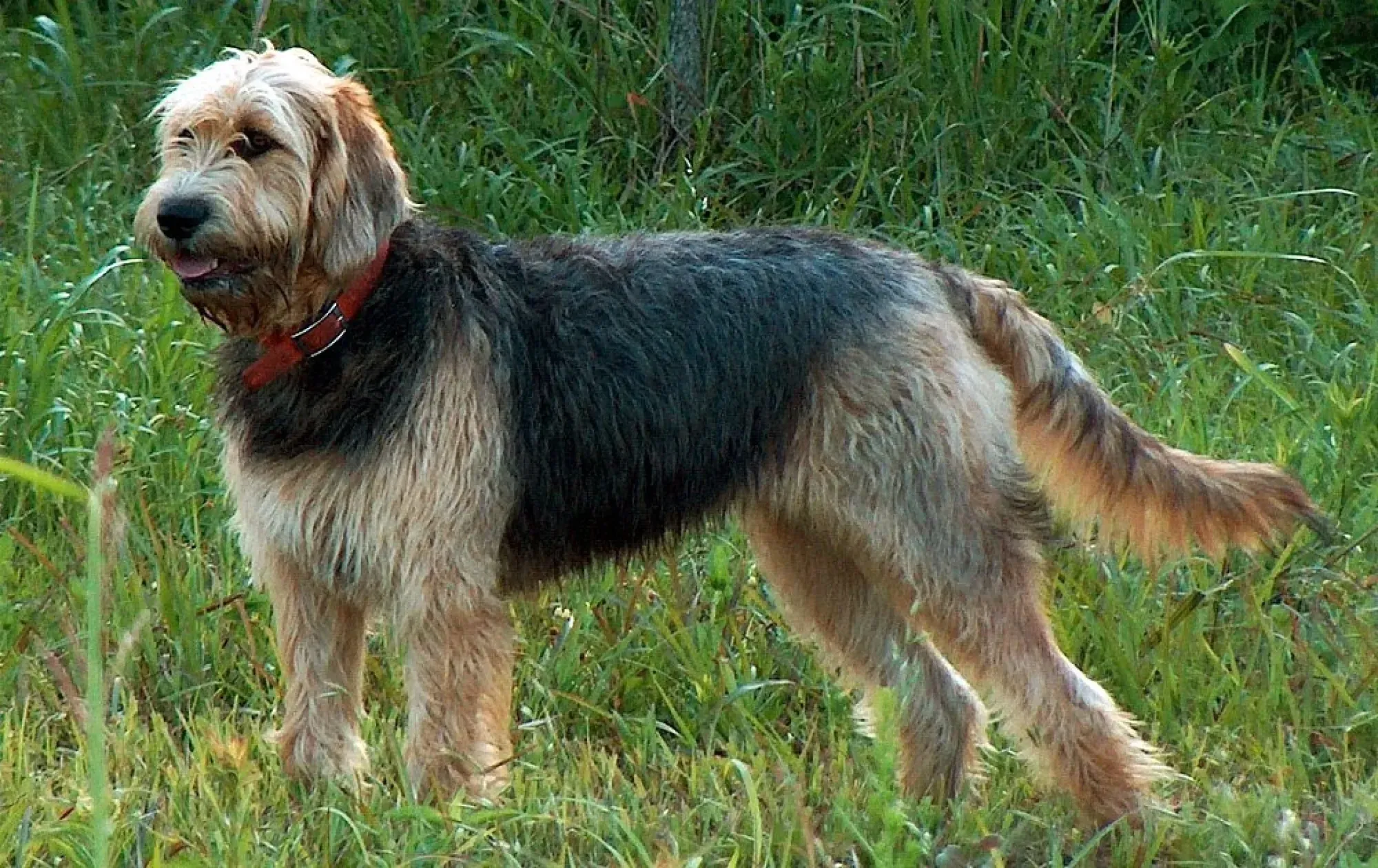 On the verge of extinction: top of the rarest dog breeds