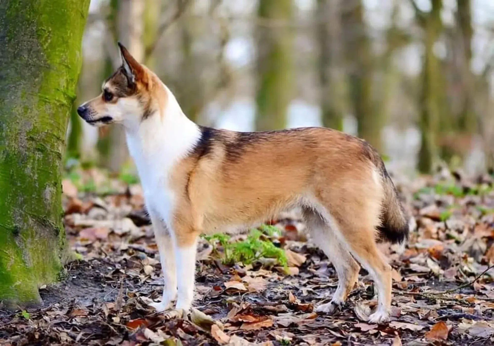 On the verge of extinction: top of the rarest dog breeds