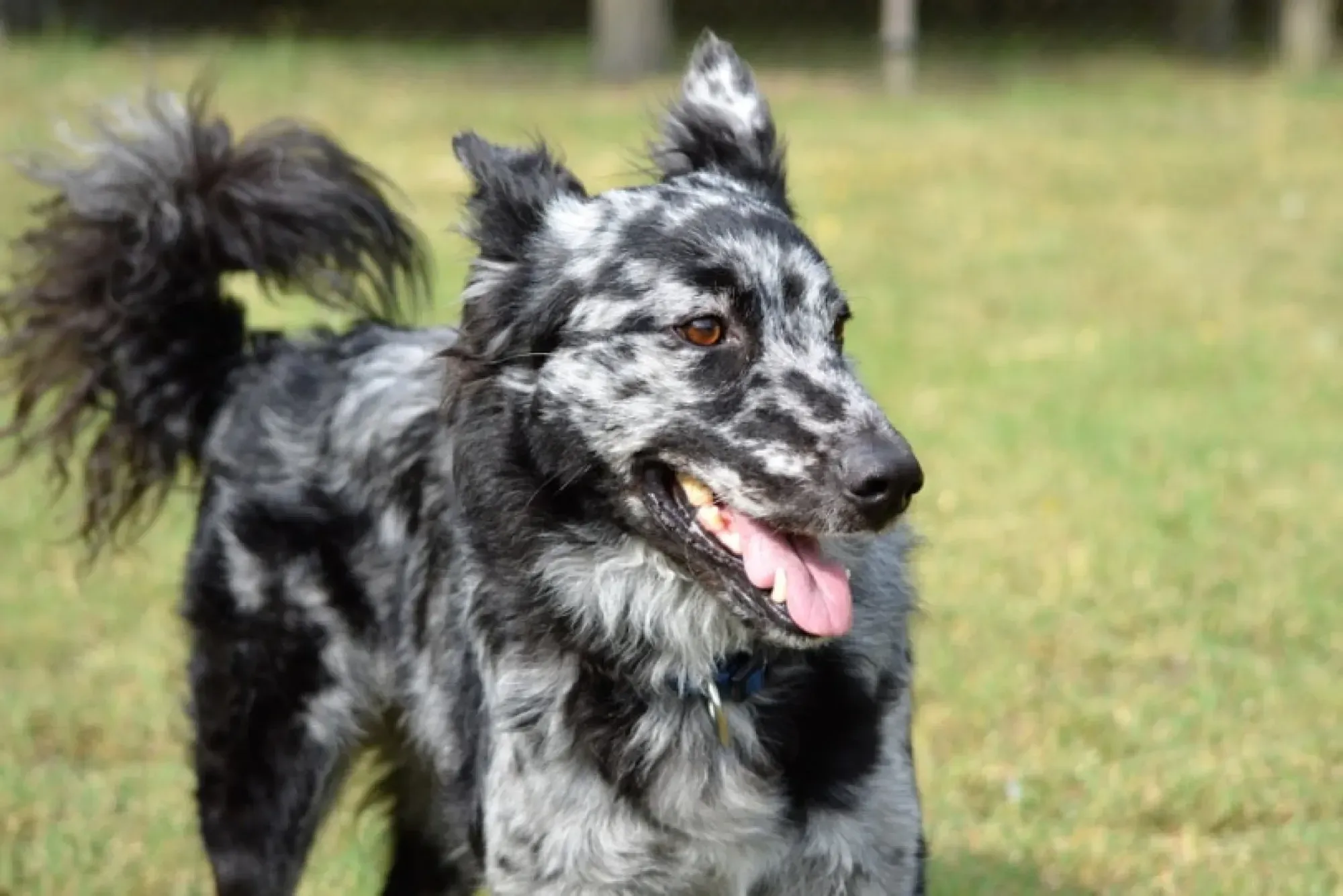 On the verge of extinction: top of the rarest dog breeds