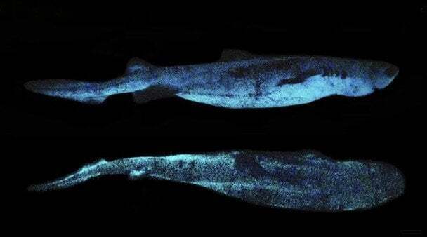 Таємниче сяйво з безодні: науковці розкрили загадку океану