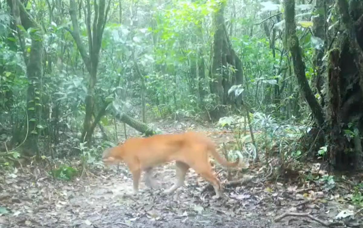 Вважався зниклим: у джунглях зафіксували унікального хижака (фото)