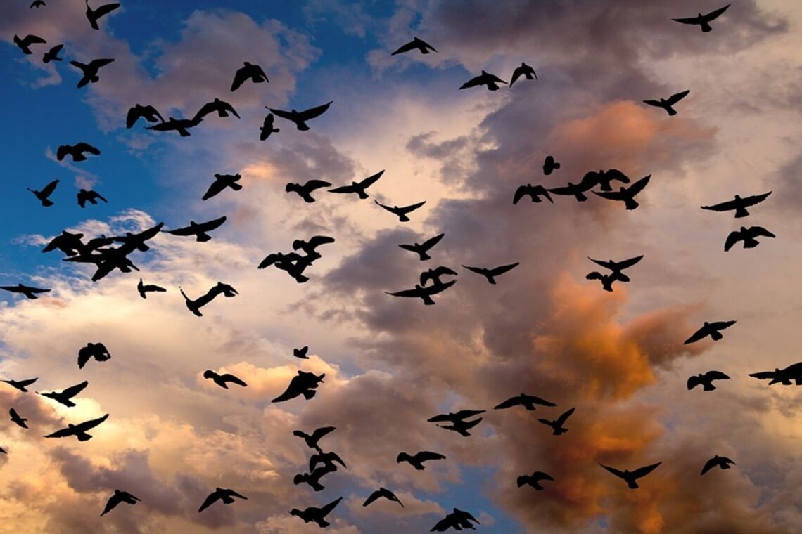 Шоу птиц в небе: маг объяснил, что значит их необычное поведение и показал видео