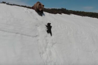 Підірвавше мережу відео з ведмежам, що дереться нагору, виявилося з 'червоточиною'. Звідки воно взялося