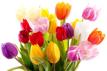 Привітання з днем народження: у віршах, прозі і картинках