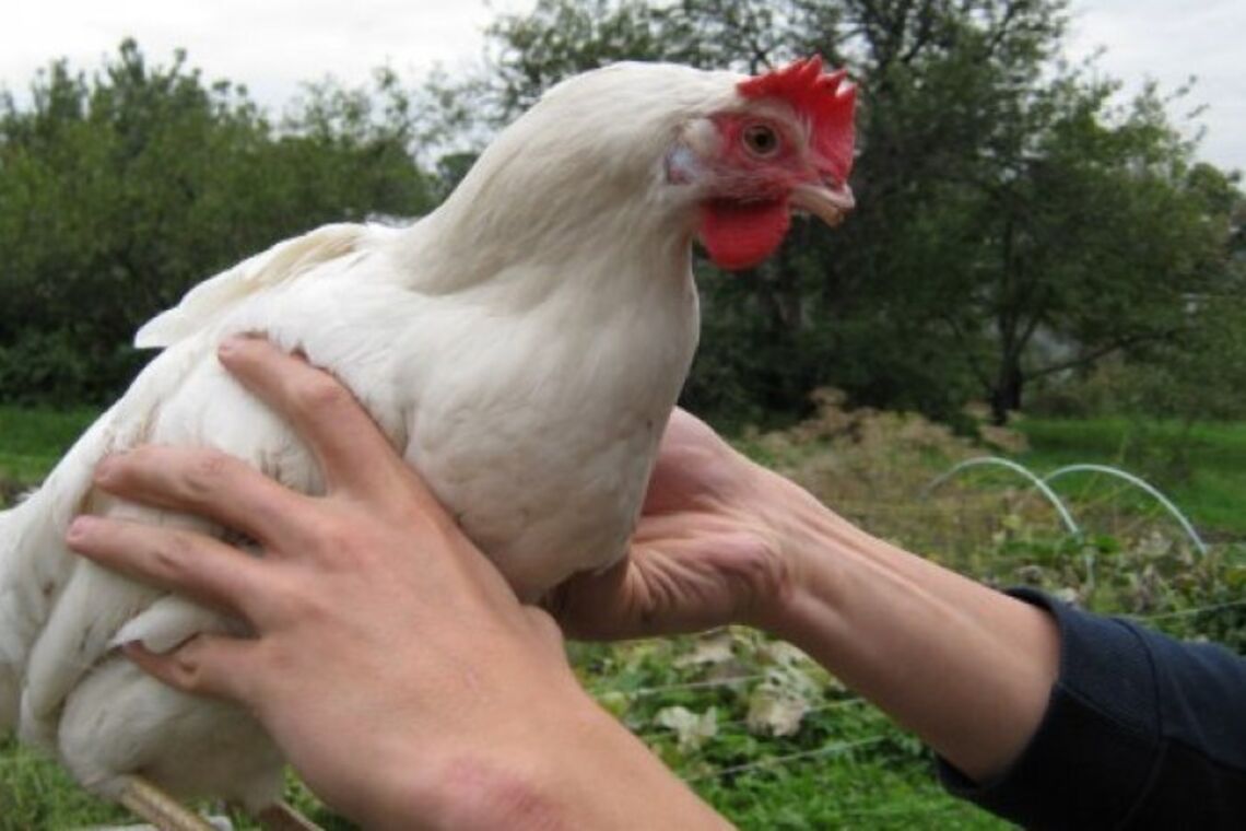 На Днепропетровщине мужчине присудили 5 лет за жестокое убийство курицы