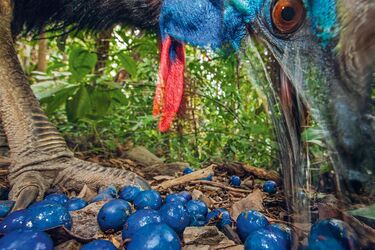 Марвін Хайос: хто це і як його вбив казуар, фото