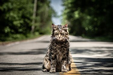 Кладовище домашніх тварин: опис, рейтинг, відгуки і трейлер