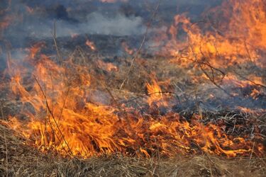 Под Житомиром семья подожгла сухостой и страшно поплатилась