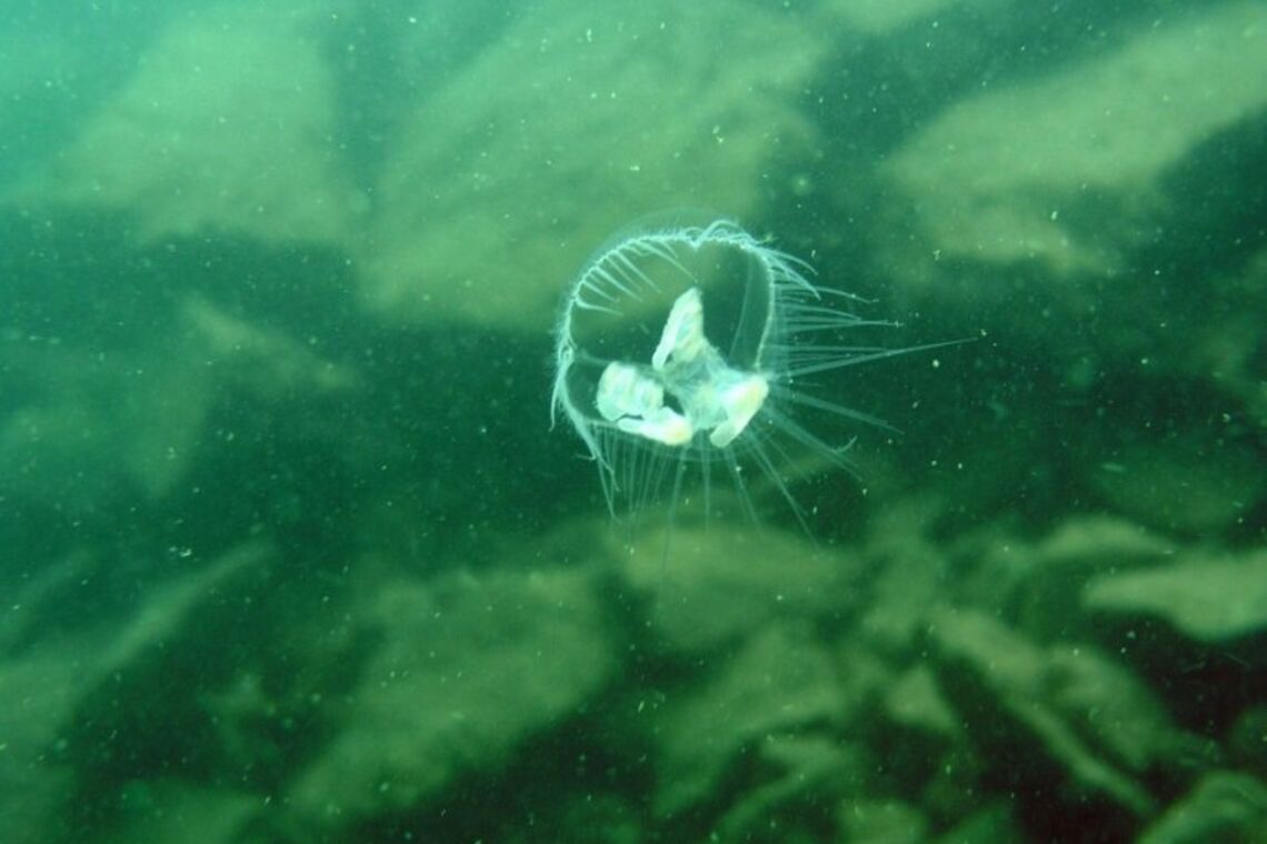 Звідки в Дніпрі з'явилися медузи і чи варто їх боятися, фото