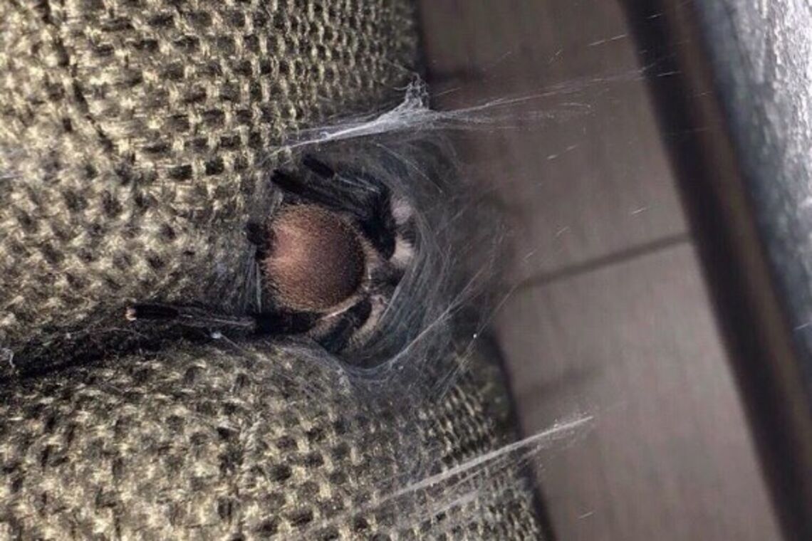 Жуткий паук в диване довел людей до ужаса, фото