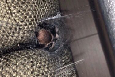 Жуткий паук в диване довел людей до ужаса, фото