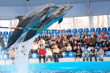 В Києві хочуть побудувати новий дельфінарій