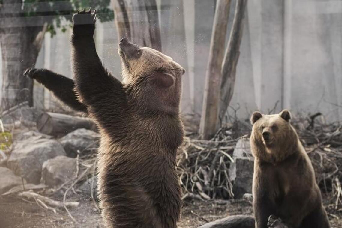 За 300 мільйонів Черкаський зоопарк додасть до назви слово Roshen