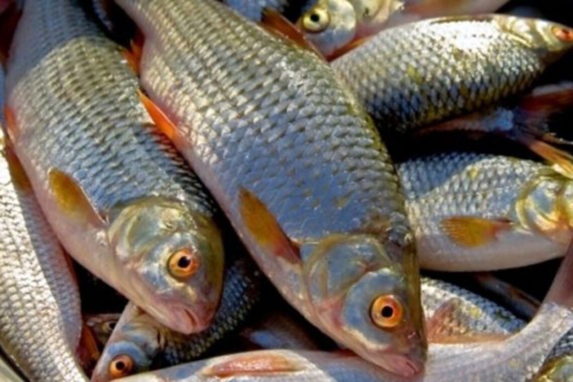 Экологи и правоохранители задержали браконьеров с тонной рыбы