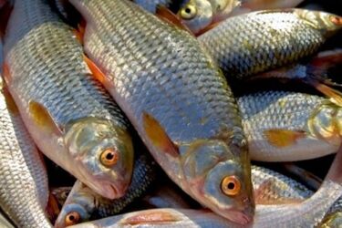 Экологи и правоохранители задержали браконьеров с тонной рыбы