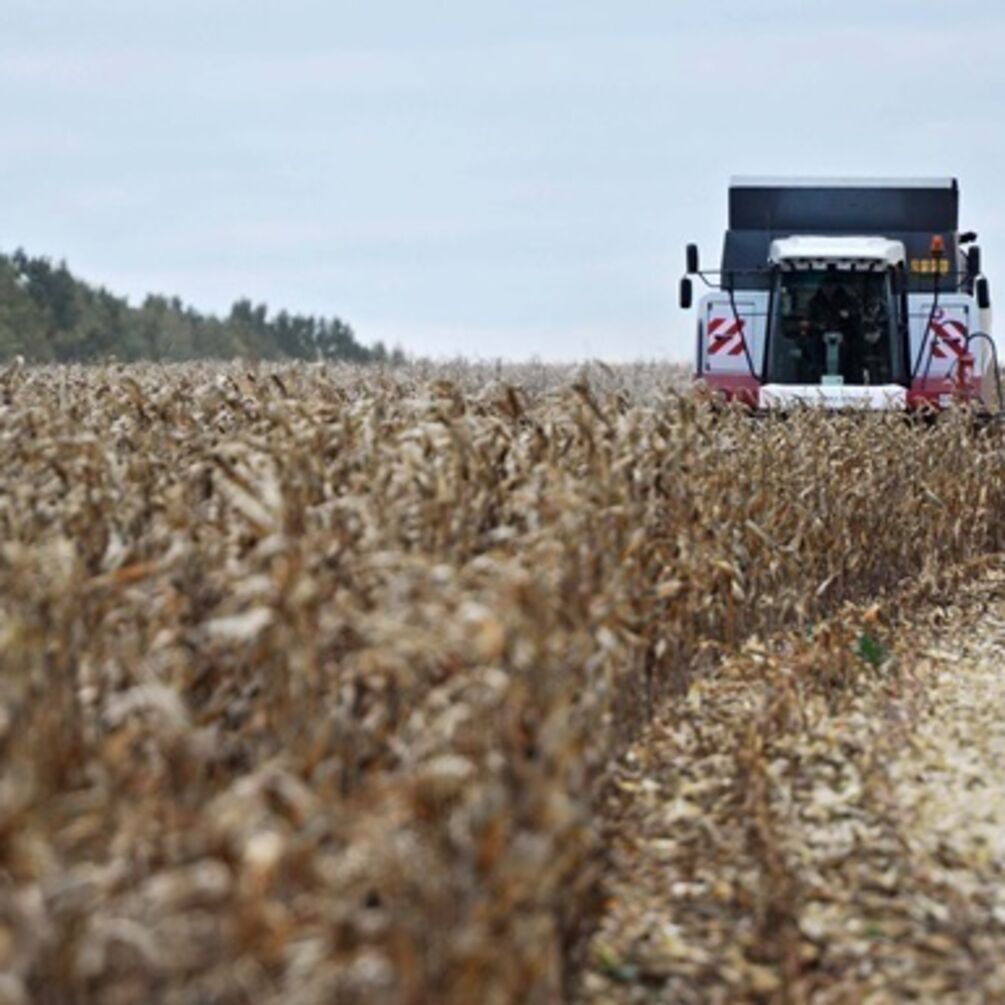 В Украине худший за пять лет урожай кукурузы